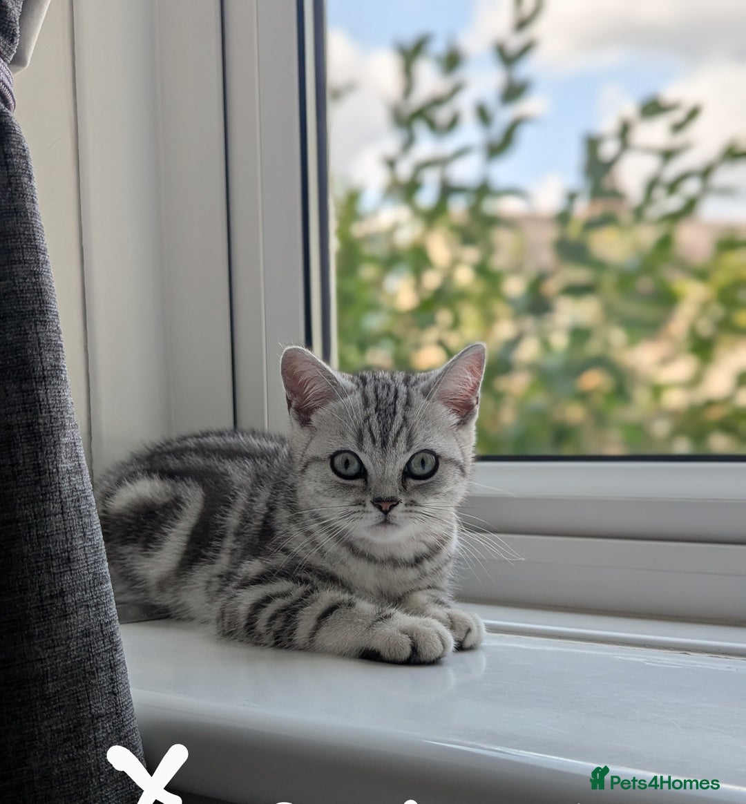 British Shorthair cats for sale: Classic British shorthair silver Tabby  - Image 6