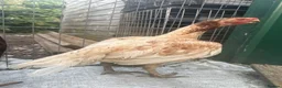 Chickens poultry for sale: Indian Parrot Beak pair not Aseel Asil Shamo Thai - Advert 1