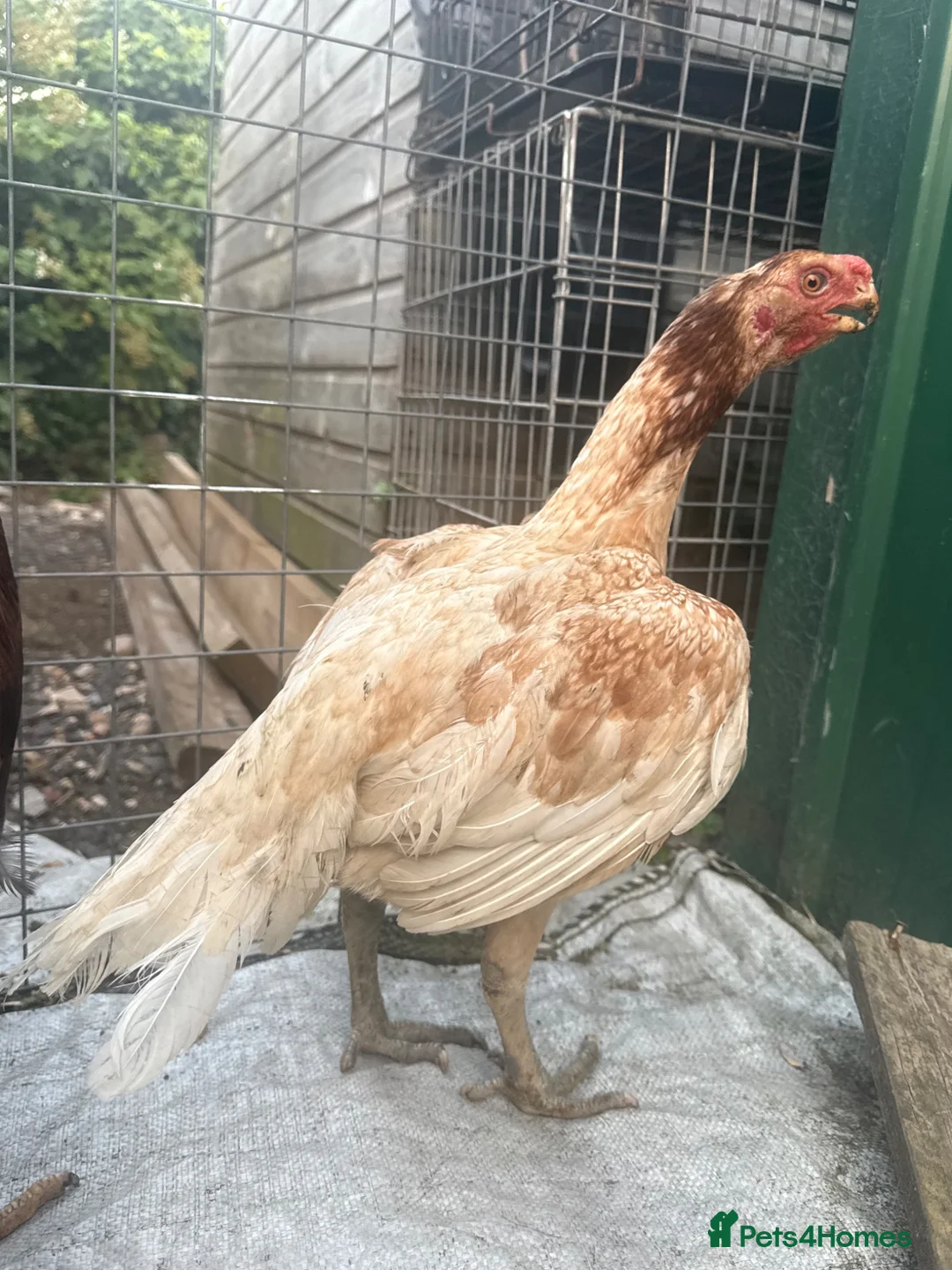 Chickens poultry for sale: Indian Parrot Beak pair not Aseel Asil Shamo Thai - Advert 1