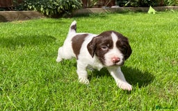 English Springer Spaniel dogs for sale: English Springer Spaniel puppies (2 lovely boys) - Image 5
