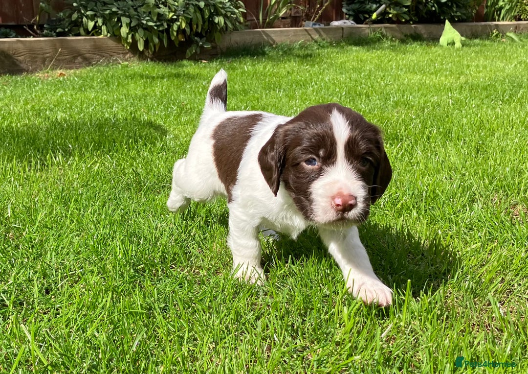 English Springer Spaniel dogs for sale: English Springer Spaniel puppies (2 lovely boys) - Image 5