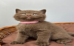 British Shorthair cats for sale: 5 Star - BSH Litter (Two Cinnamon, Fawn & Lilac) - Image 3
