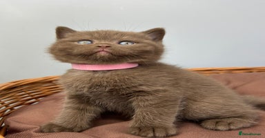 British Shorthair cats - Advert 3