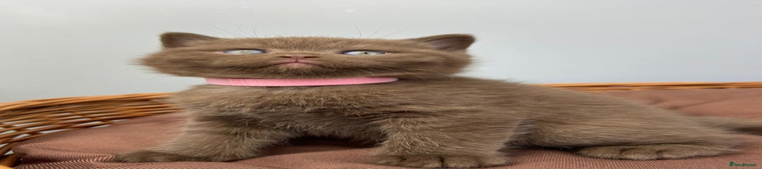 Pink Collar - Cinnamon Male