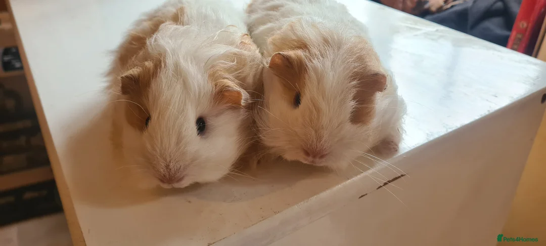 Guinea Pig rodents for sale: Pair of baby sheltie boys - Advert 2
