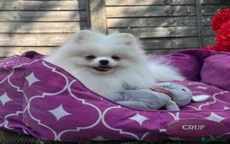 Pomeranian dogs for sale: White and Orange Pomeranian Boys in London - Image 11