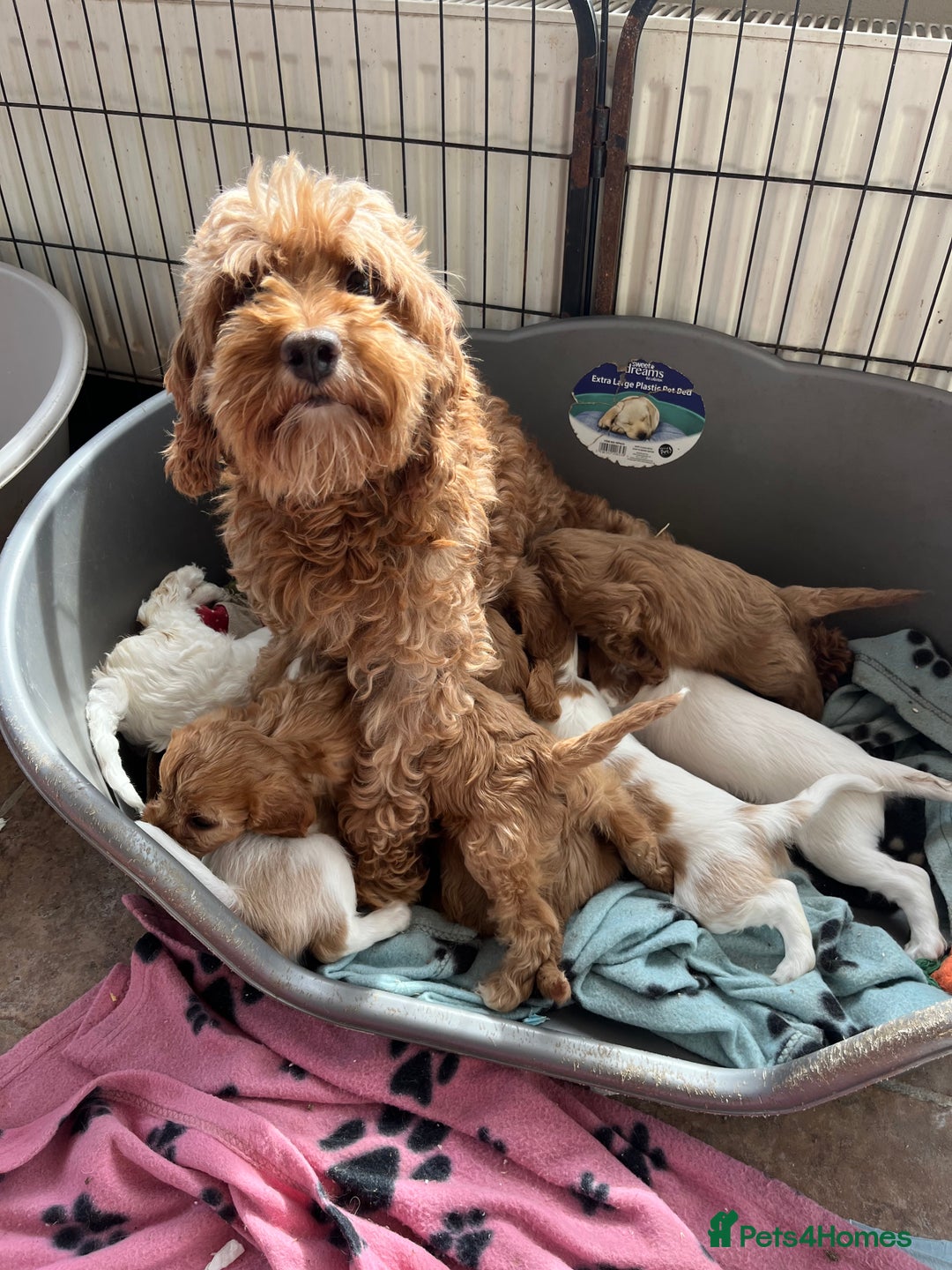 Cavapoo dogs for sale: Cavapoo x cavalier King Charles puppies  - Image 15