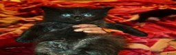 Mixed Breed cats for sale: 9 beautiful kittens for sale  - Advert 3