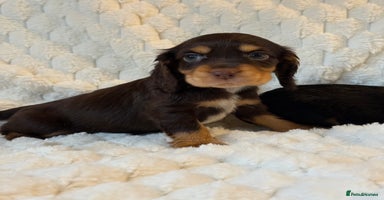 Cocker Spaniel dogs 🌟Show Cocker spaniel puppies🌟 - Advert 7