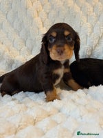 Cocker Spaniel dogs 🌟Show Cocker spaniel puppies🌟 - Advert 11