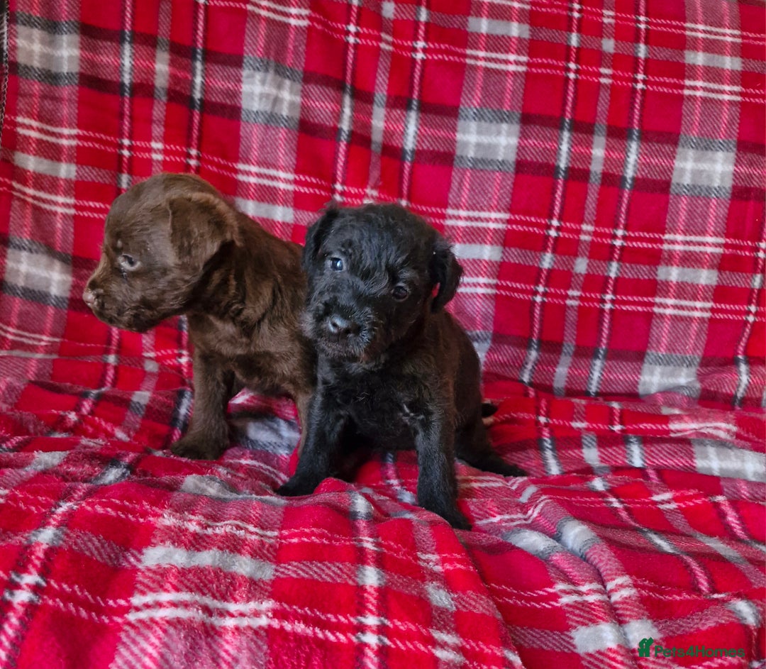 Patterdale Terrier dogs for sale: Patterdale terrier pups - Advert 3