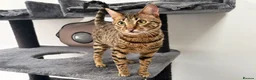 Savannah cats for sale: Sittingpretty TigerLily F5 SBT Savannah female - Advert 12