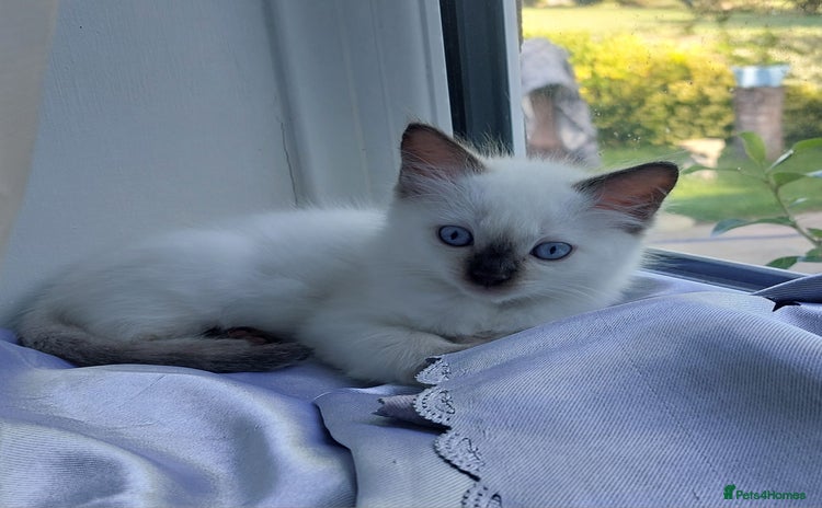 Ragdoll cats - Advert 11