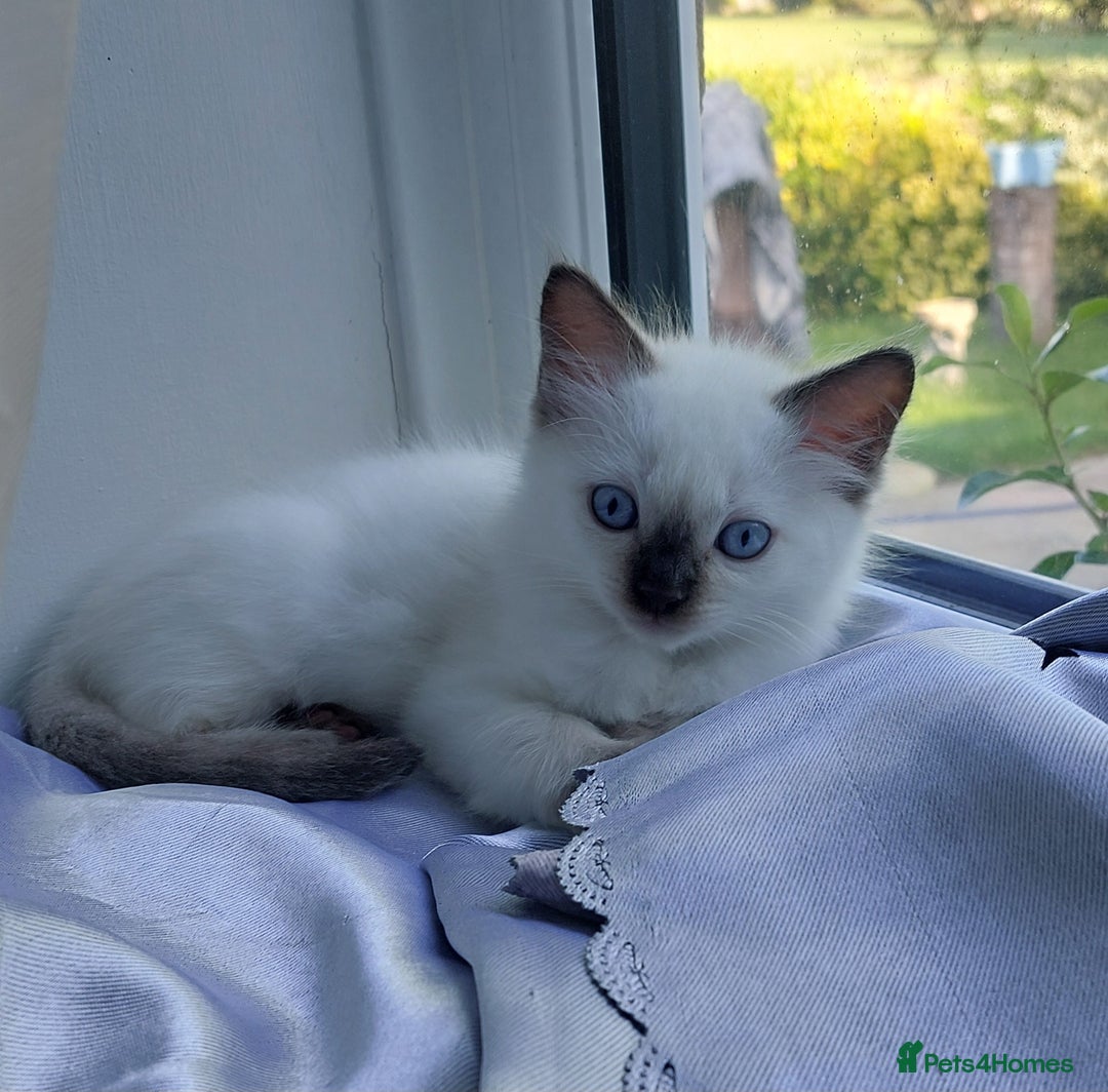 Ragdoll cats for sale: 5 beautiful ragdoll kittens ready to leave now - Image 4