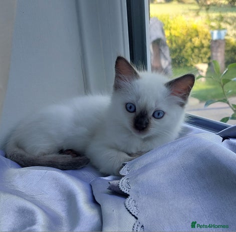 Ragdoll cats - Advert 2