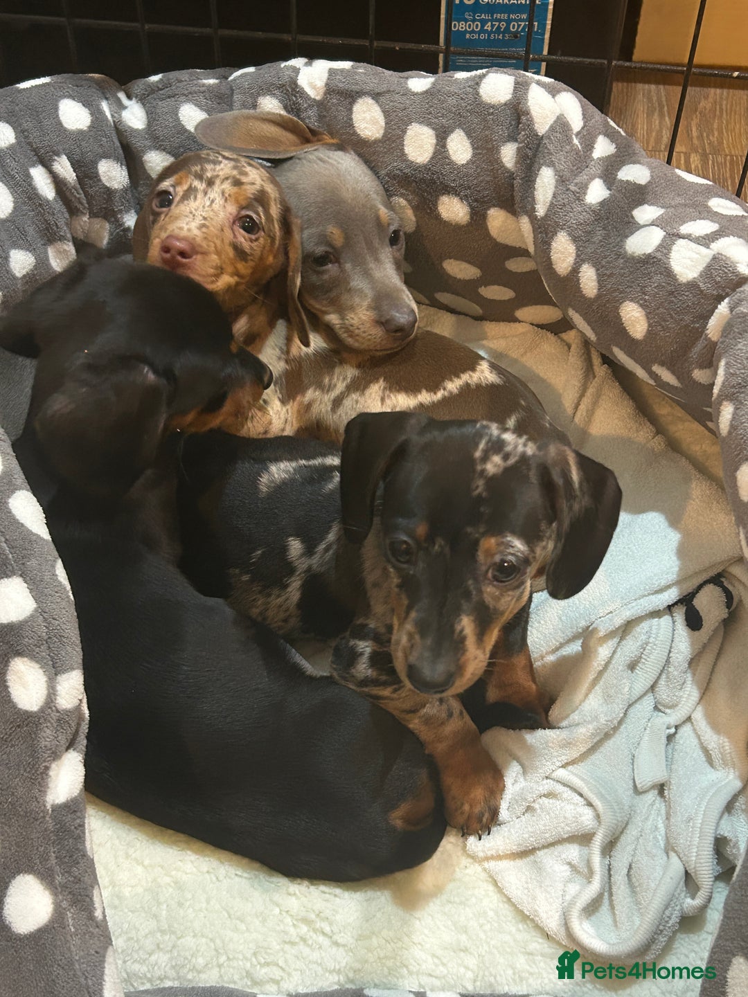 Miniature Dachshund dogs for stud: ⭐️ TRIGGER⭐️ smooth hair Isabella & Tan STUD in Mexborough - Advert 8