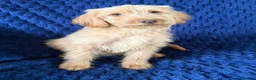 Labradoodle dogs for sale: Ready Now! Beautiful F1b Labradoodles  - Advert 18