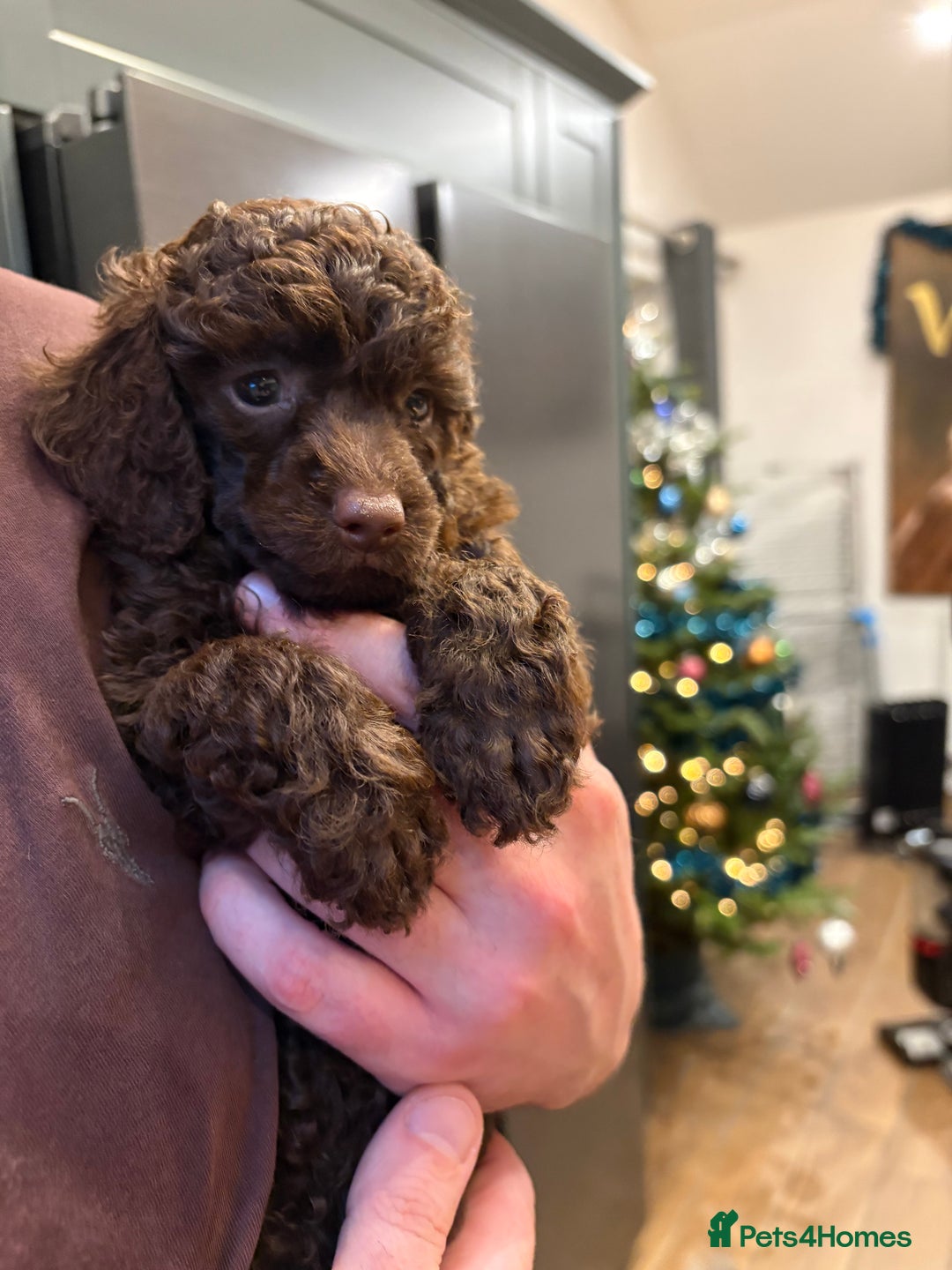 Miniature Poodle dogs for sale: X2 left KC registered miniature poodle pups  - Advert 3
