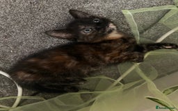 Mixed Breed cats for sale: 3 adorable mixed kittens – 2 females, 1 male - Image 14
