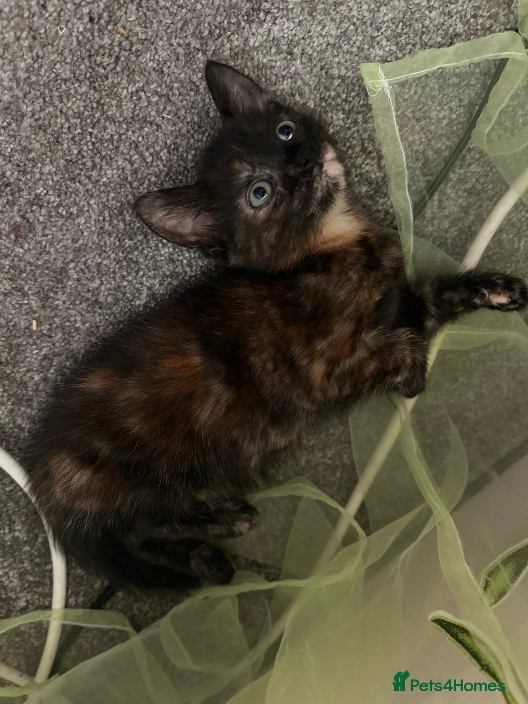 Mixed Breed cats for sale: 3 adorable mixed kittens – 2 females, 1 male - Image 14