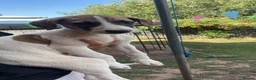 Lurcher dogs for sale: Lurcher puppies  - Advert 5