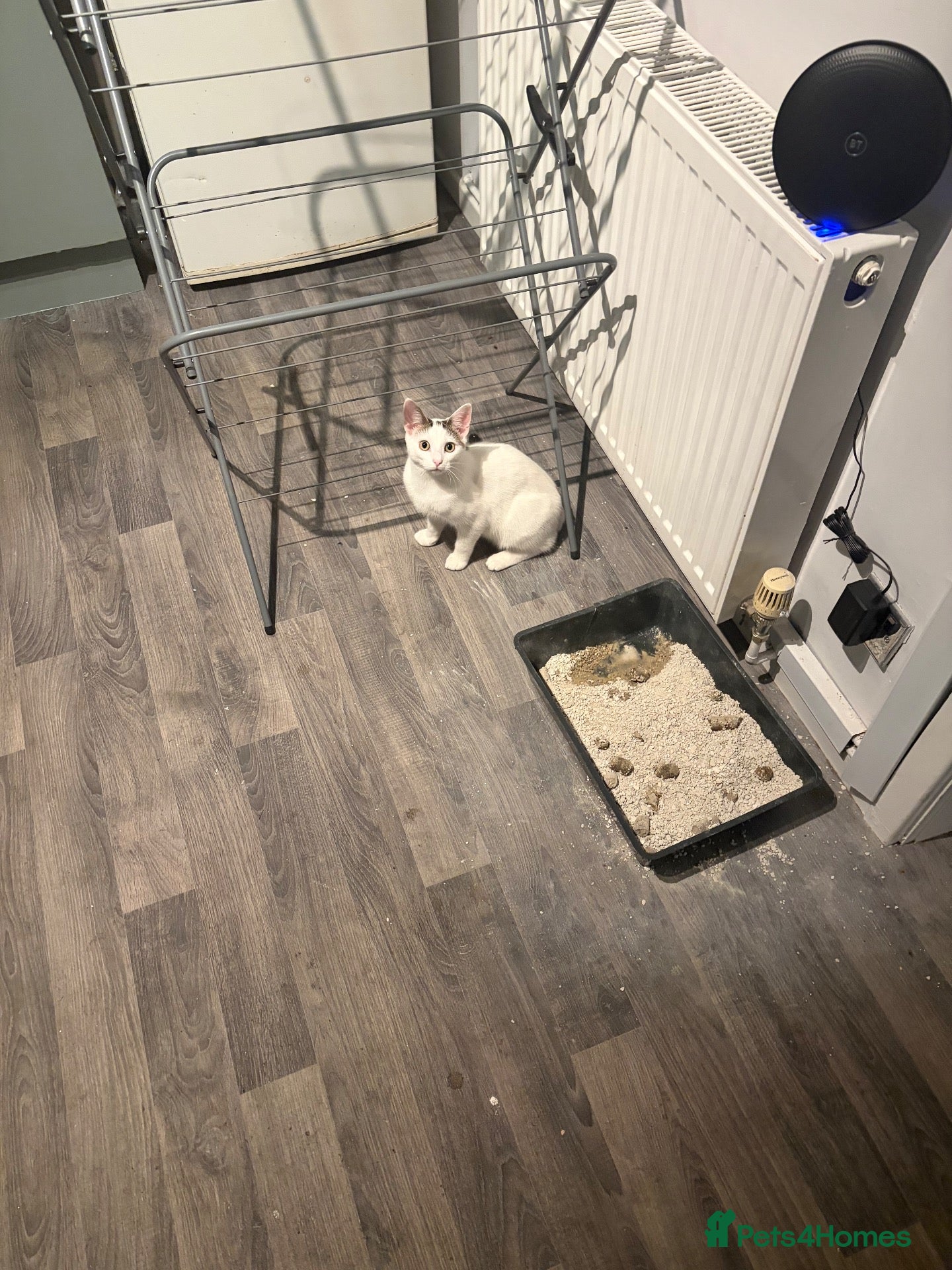 Mixed Breed cats Young cat for rehoming - Advert 3