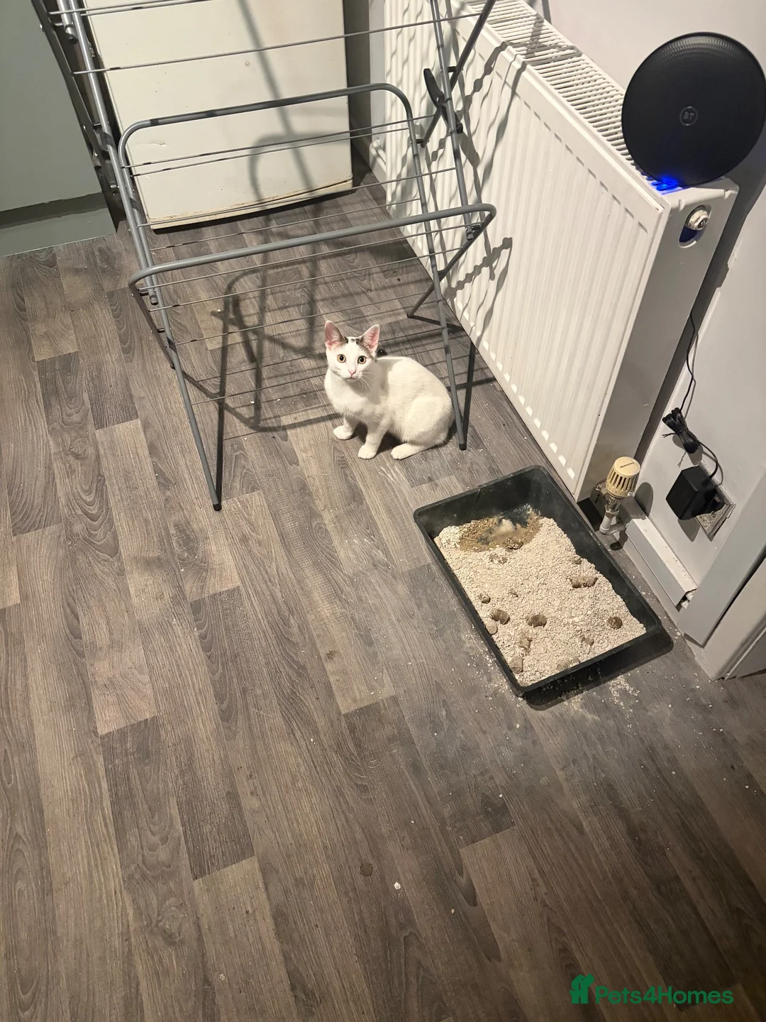Mixed Breed cats for sale: Young cat for rehoming in Walsall - Advert 1