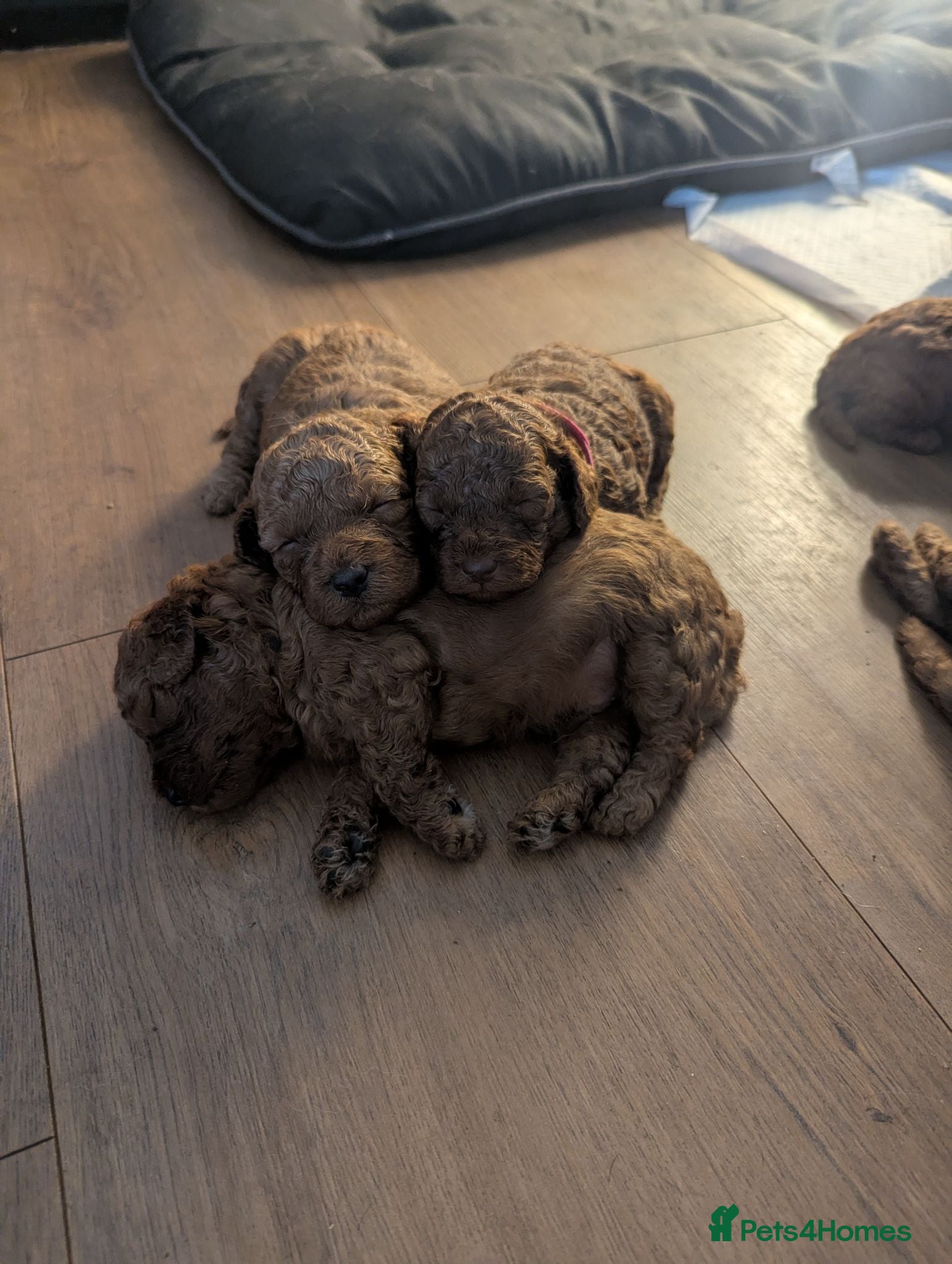 Labradoodle dogs F1B miniature labradoodle  - Advert 2