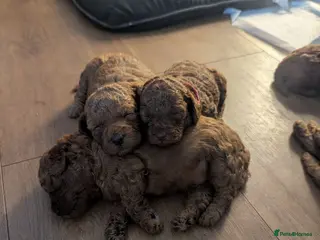 Labradoodle dogs F1B miniature labradoodle - Advert 2