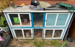 Guinea Pig rodents for sale: 2 Male Guinea Pigs + large hutch and accessories  - Image 2