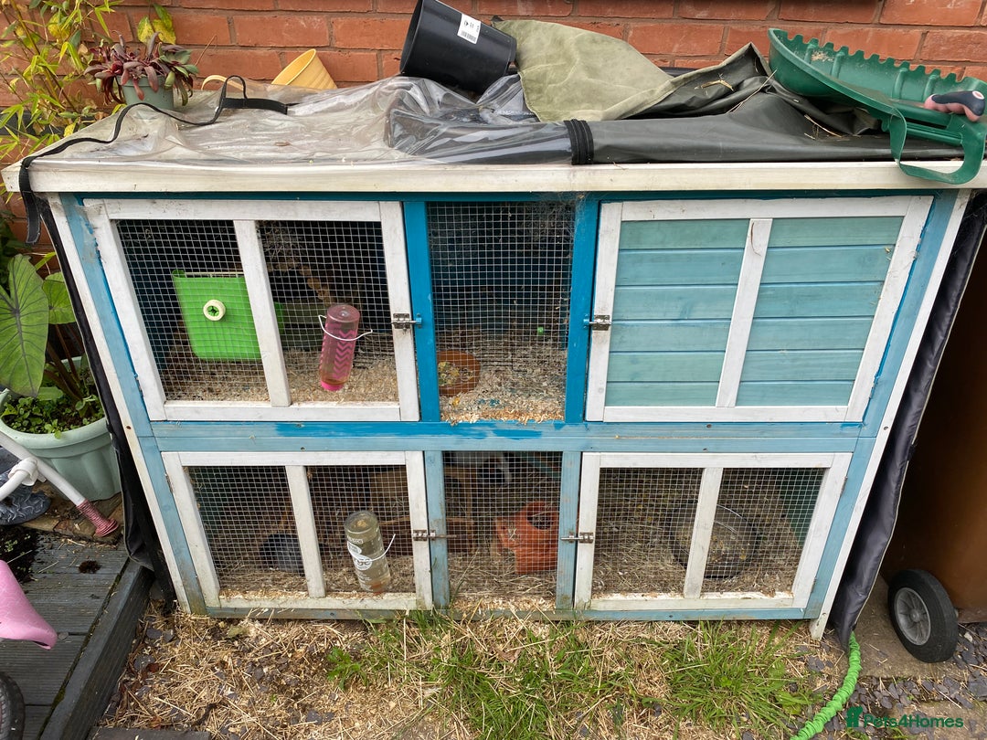 Guinea Pig rodents for sale: 2 Male Guinea Pigs + large hutch and accessories  - Image 2