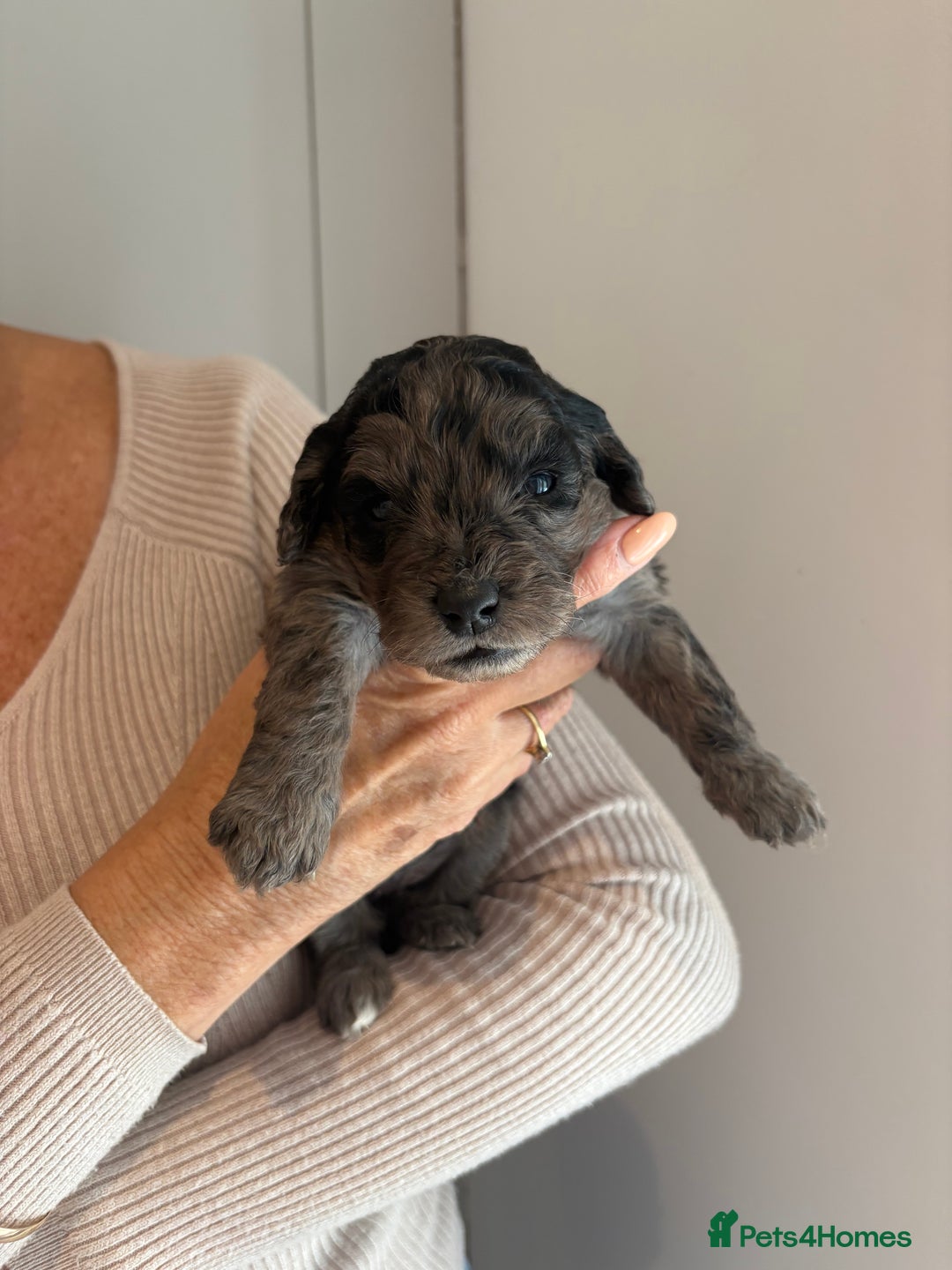 Labradoodle dogs for sale: Miniature Labradoodle Pups - Image 17