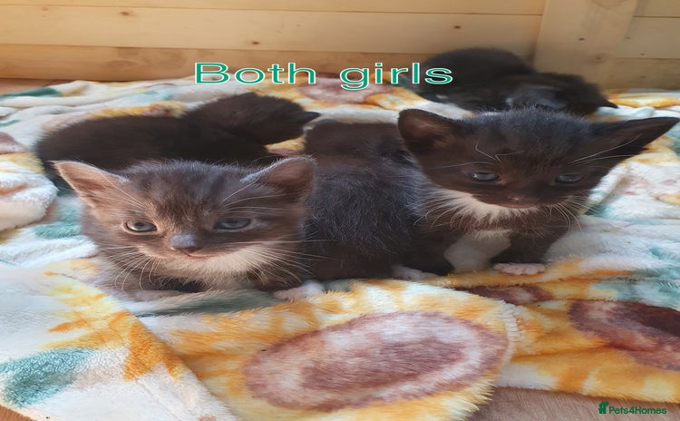 British Shorthair cats - Advert 2