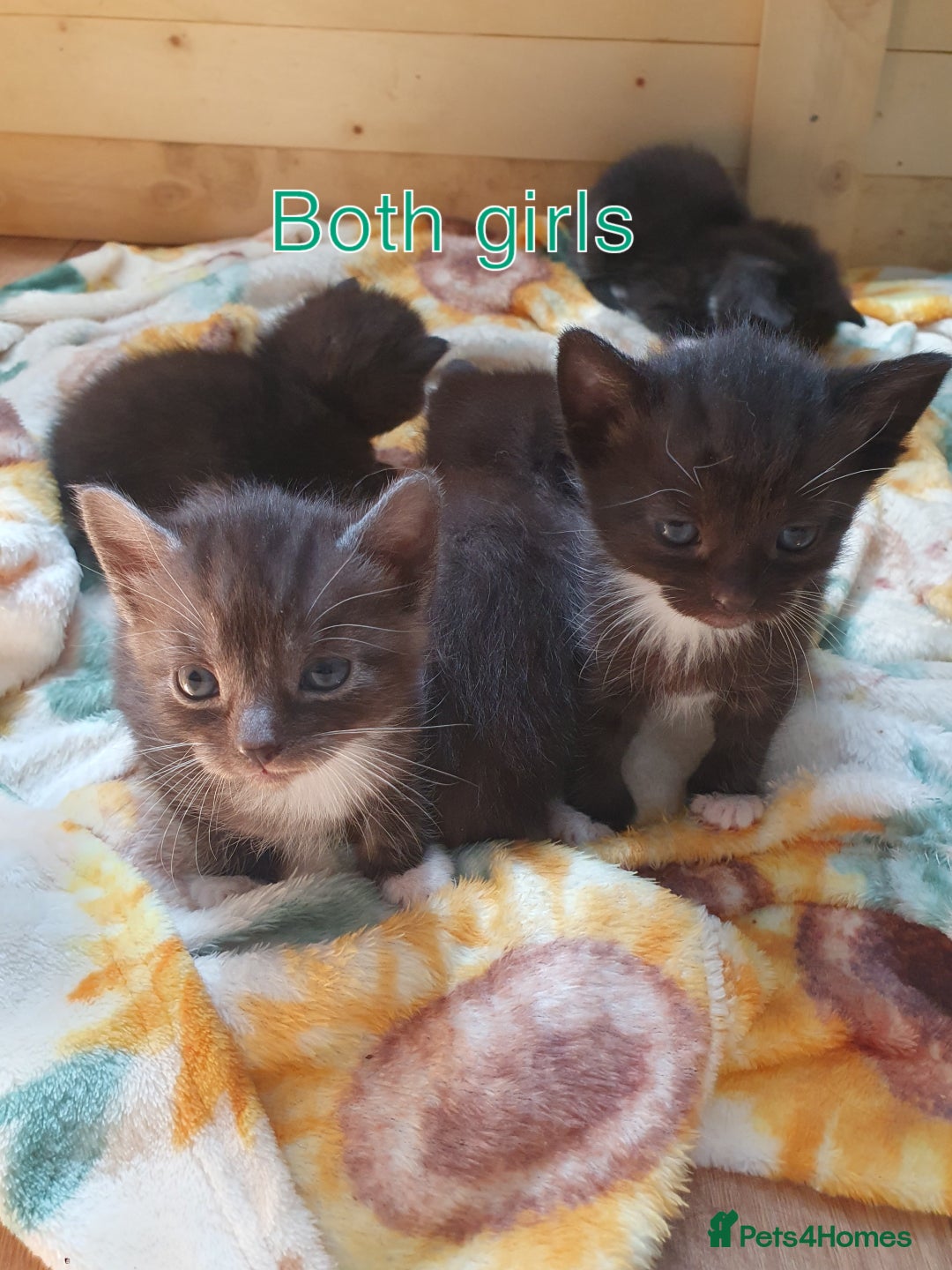 British Shorthair cats for sale: 5 British short hair cross silver bengle kittens - Image 1