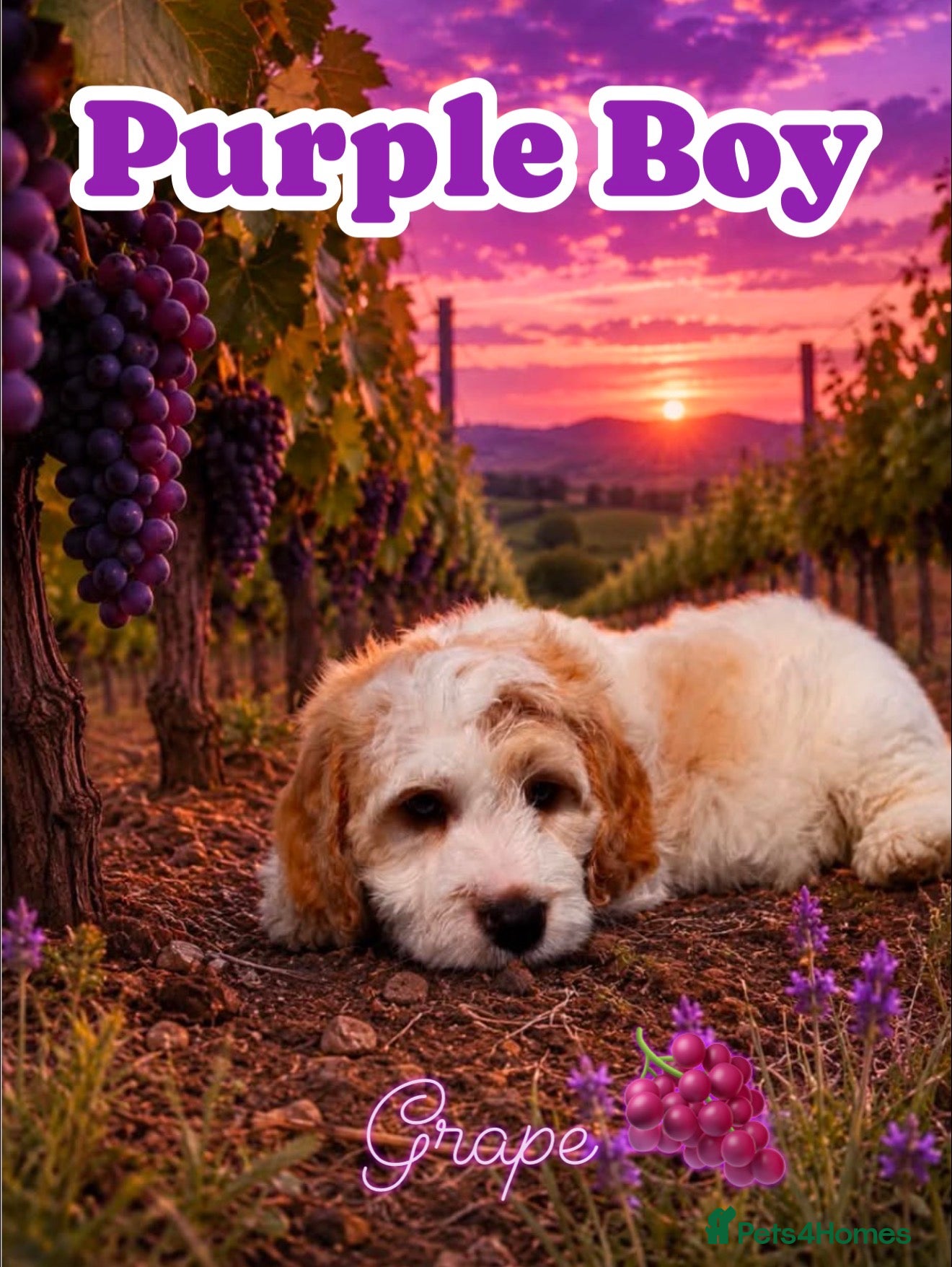 Cockapoo dogs Gorgeous F1 cockapoo puppies  - Advert 2
