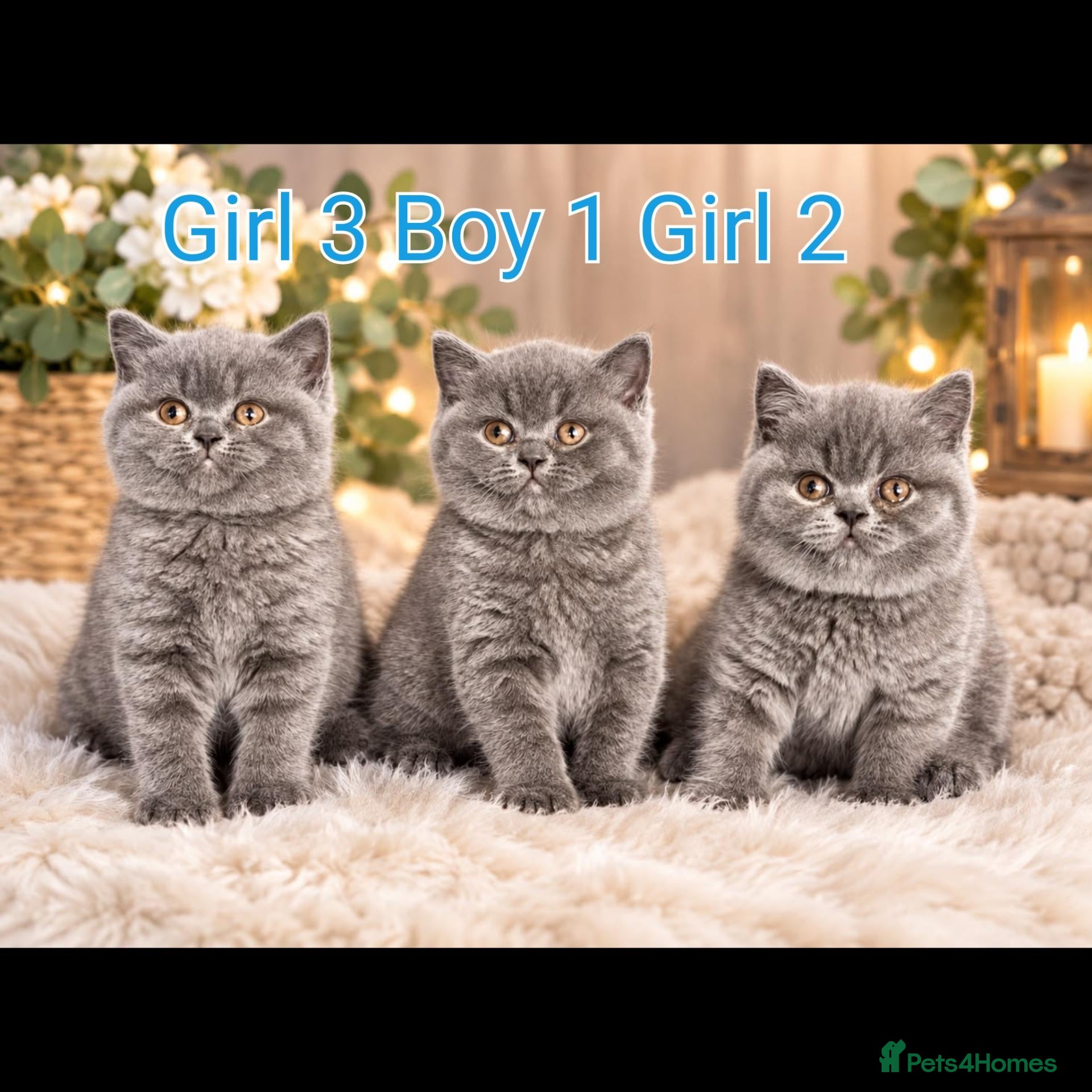 British Shorthair cats BSH🇬🇧👑🇬🇧💙British Shorthair😻💙 Gccf chunky  - Advert 2