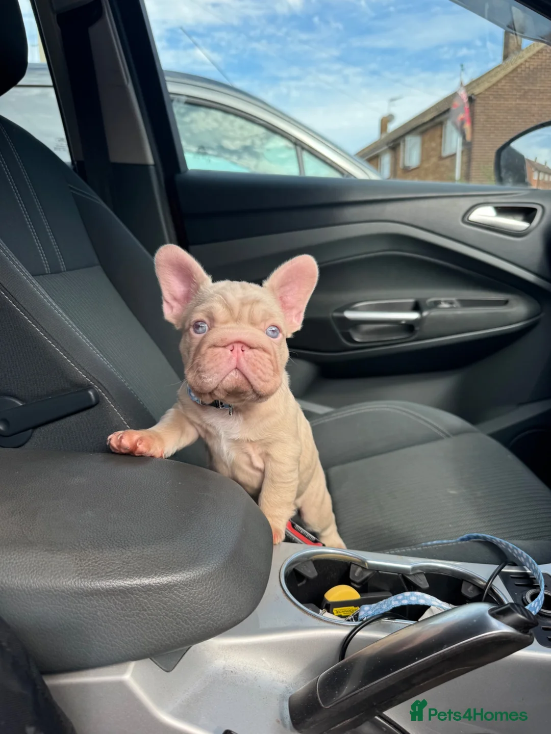 French Bulldog dogs for sale: Caramel PINK French bulldog - Advert 2