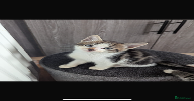 Mixed Breed cats - Advert 2