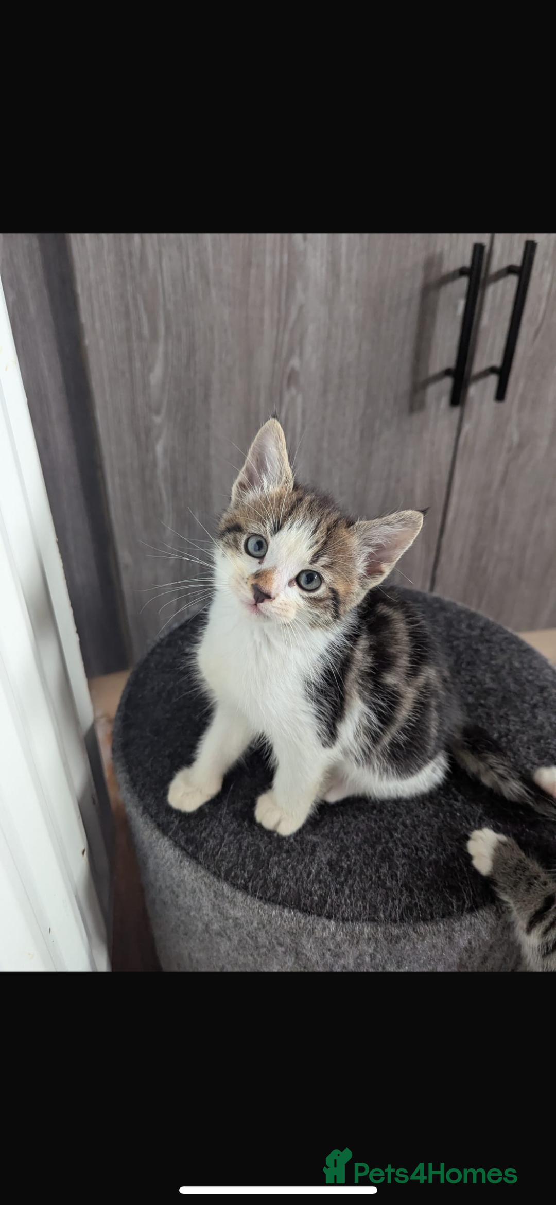 Mixed Breed cats for sale: Kittens for Sale – Litter Trained & Wormed flead - Image 3
