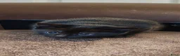 Mixed Breed cats for sale: Jet Black Kittens - Advert 4