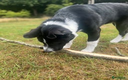 Mixed Breed dogs for sale: Elvis - Image 7