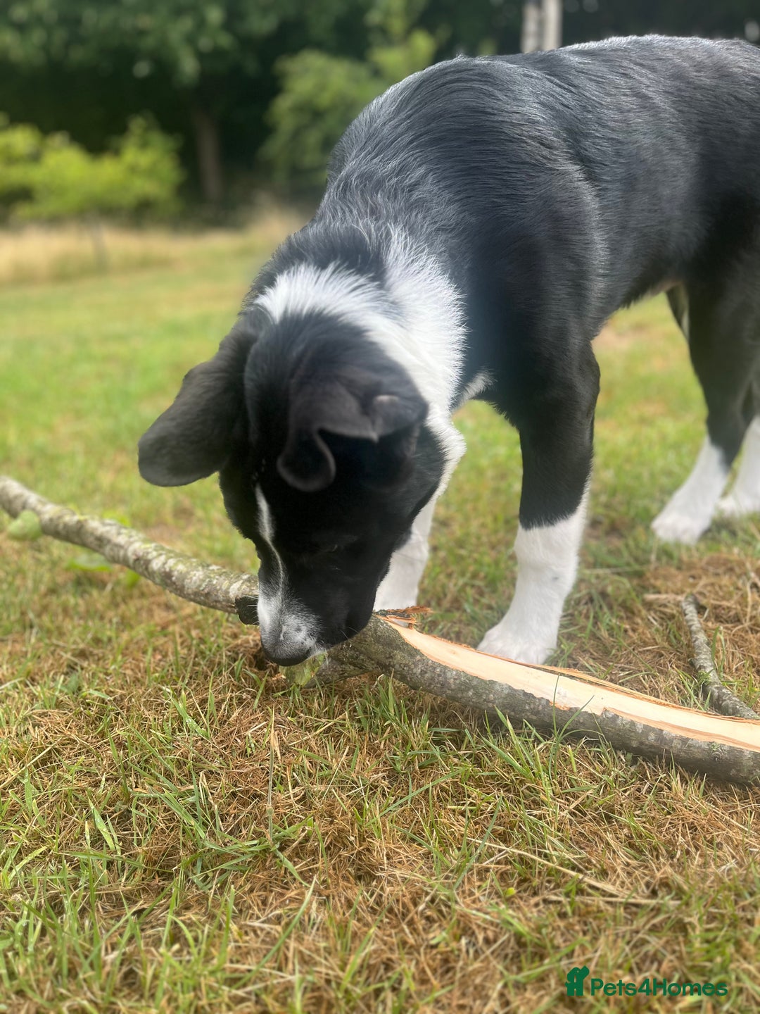 Mixed Breed dogs for sale: Elvis - Image 7