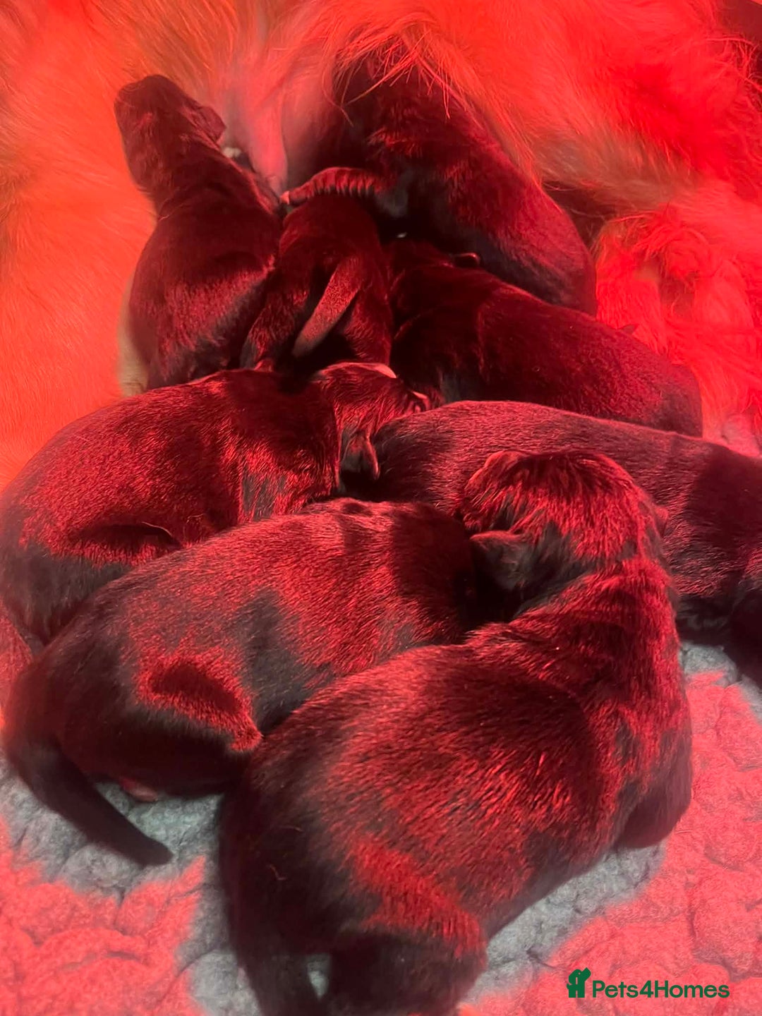 Golden Retriever dogs for sale: Beautiful Bernese Mountain Dog x Golden Retrievers - Advert 7