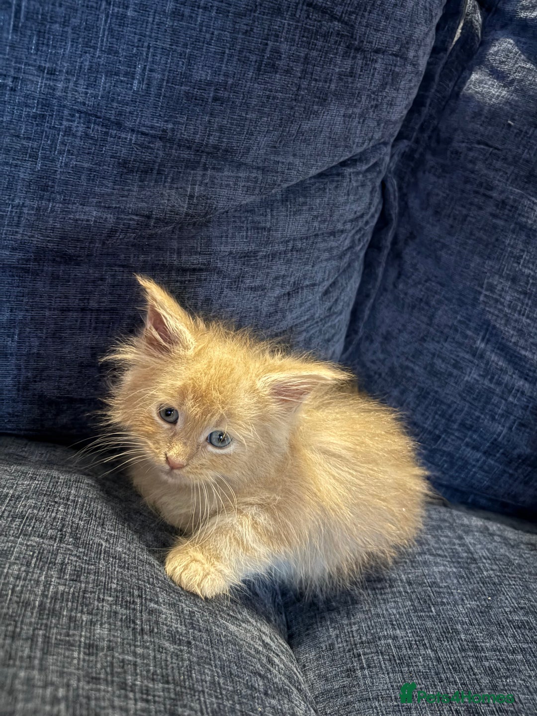 Maine Coon cats for sale: Beautiful maincoon kittens ready now  - Advert 7