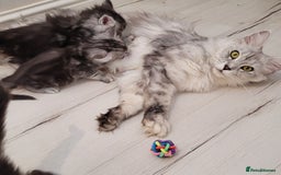 Maine Coon cats for sale: Tica registered maine coon kittens  in Ipswich - Image 10