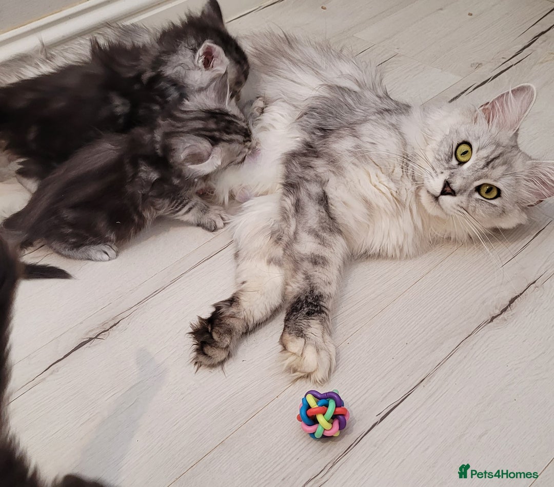 Maine Coon cats for sale: Tica registered maine coon kittens  in Ipswich - Image 10