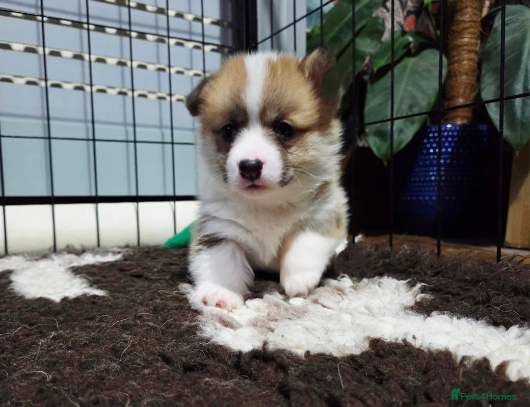 Welsh Corgi Pembroke dogs for sale: Stunning KC Registered Girl Dove Available.  - Advert 13