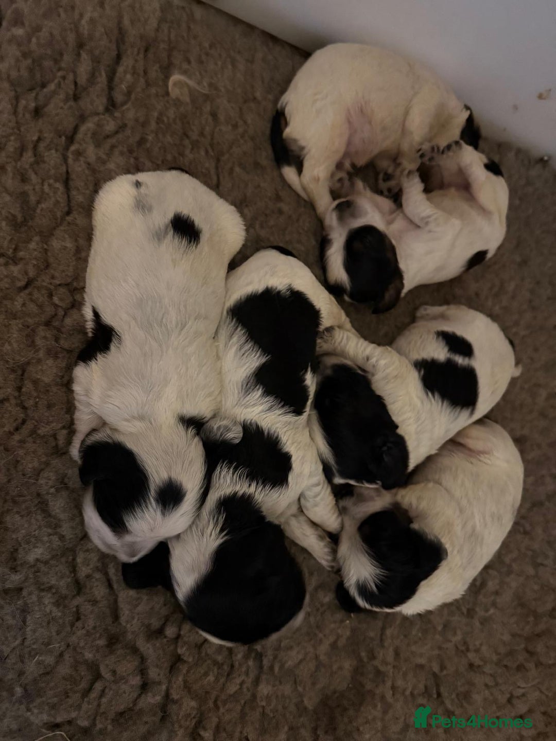 Cocker Spaniel dogs for sale: Blue roan kc register health tested pups - Advert 9