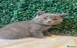 British Shorthair cats for sale: 💕British Shorthair Blue Kittens💕 - Image 10