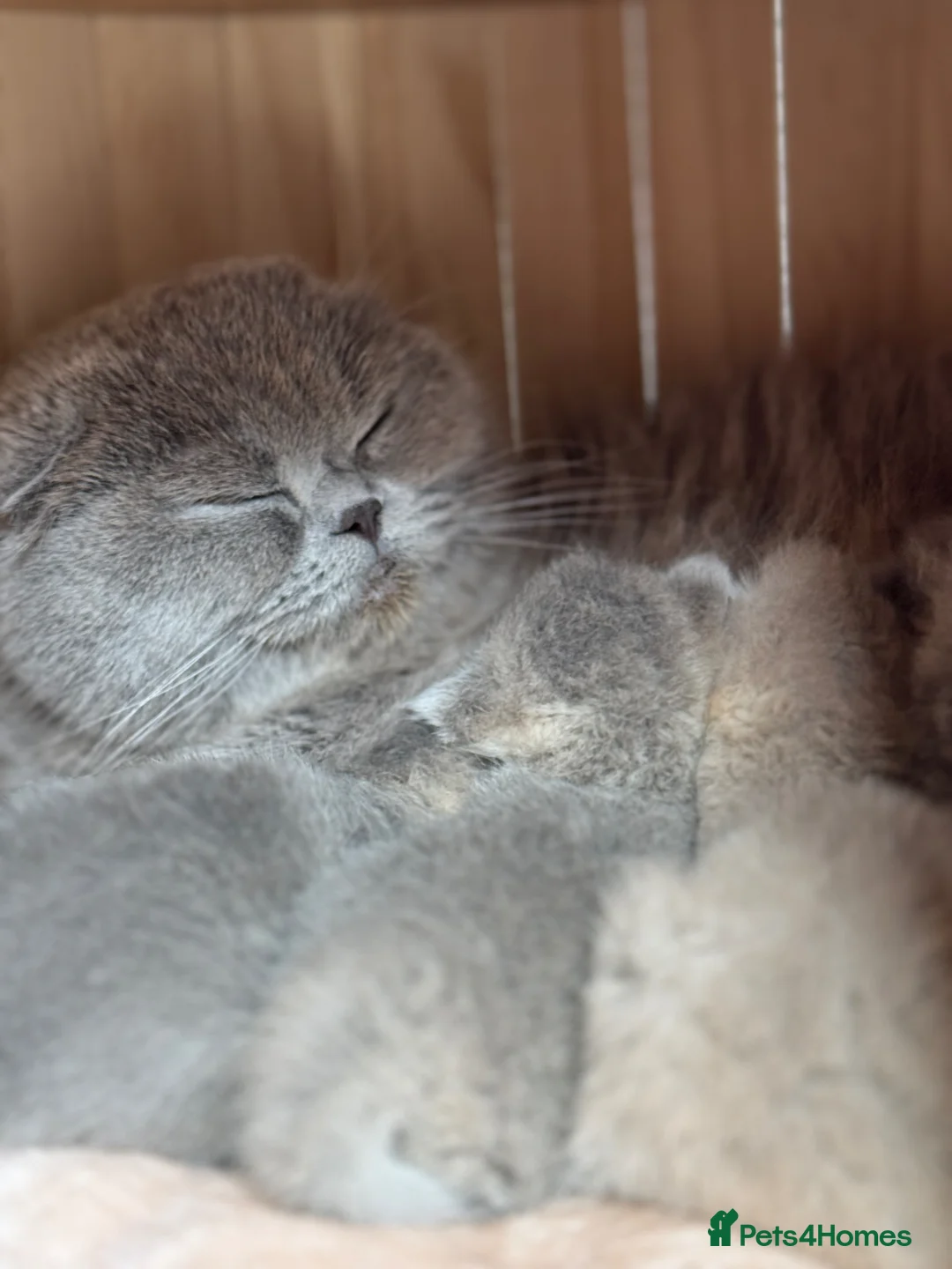 Scottish Fold cats for sale: Tica Scottish fold kittens - Advert 2